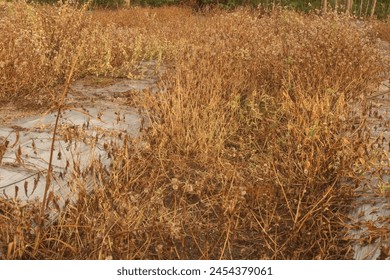 Colorful autumn landscape on beautiful grass. Forested slopes and mountains in the distance in a blue haze in the late afternoon. Dry grass and forest on a sunny day under a sky of blue clouds on a wa - Powered by Shutterstock