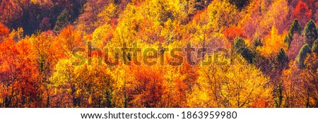 Colorful autumn landscape with trees and multicolored orange, red and yellow leaves. Extra wide panorama of a gorgeous forest in autumn. Beautiful panoramic background of fall season, color in nature.