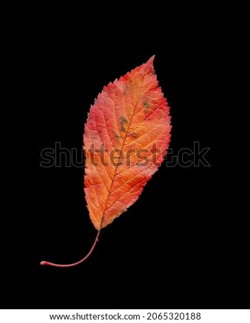 Autumn foliage I