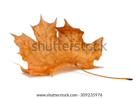 Colorful autumn leaf isolated on white background.