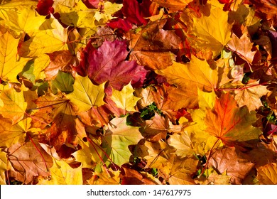 Colorful Autumn Leaves