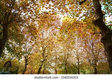 Colorful Autumn Leaves Of Big American Sycamore