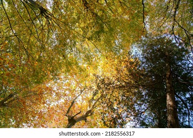 Colorful Autumn Leaves Of Big American Sycamore