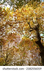 Colorful Autumn Leaves Of Big American Sycamore