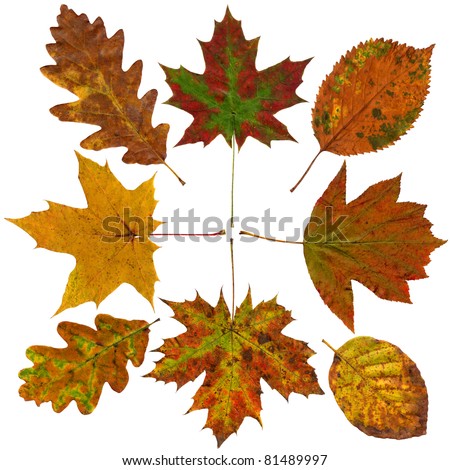  Colorful autumn leaves collection, isolated on white
