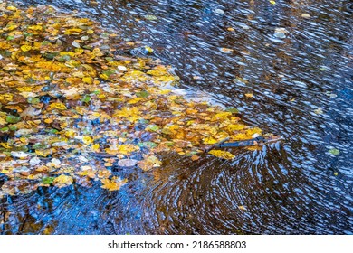 Colorful Autumn Leaves Floating On The Water