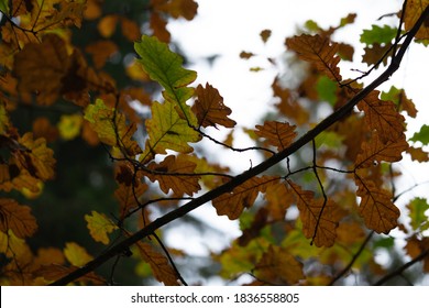 Colorful Autumn Leaves In The Forest. Small Branches With Colourful Leaves. Oak And Maple. October In Estonian Forest. High Resolution Image. Amazing Nature.