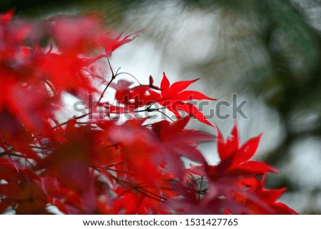 Similar – Image, Stock Photo Asian fans Nature Spring