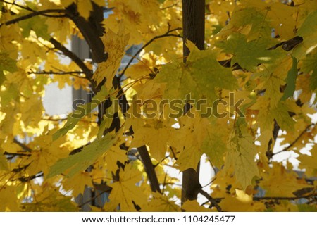 Colorful autumn leaves, maple leaves autumn background