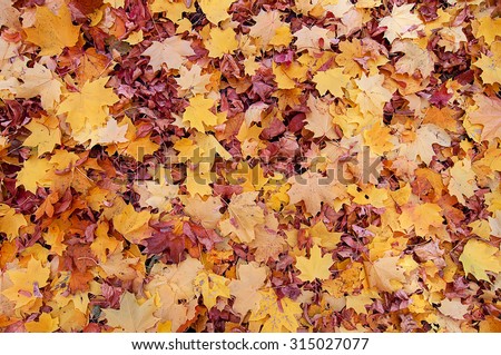 Colorful autumn leaves. natural background