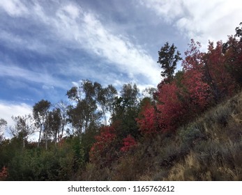 Colorful Autumn Leaves In The Northern Utah Mountains