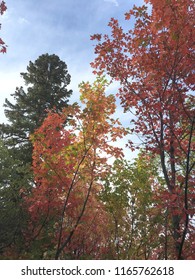 Colorful Autumn Leaves In The Northern Utah Mountains