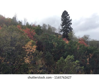 Colorful Autumn Leaves In The Northern Utah Mountains