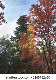 Colorful Autumn Leaves In The Northern Utah Mountains