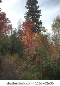 Colorful Autumn Leaves In The Northern Utah Mountains