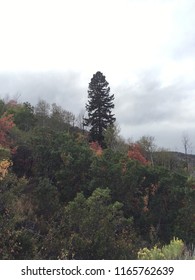 Colorful Autumn Leaves In The Northern Utah Mountains