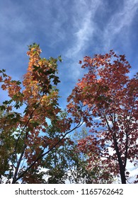 Colorful Autumn Leaves In The Northern Utah Mountains