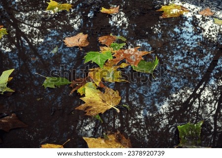 Similar – side by side Water Autumn