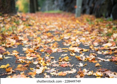 Colorful Autumn Leaves on Ground - Powered by Shutterstock