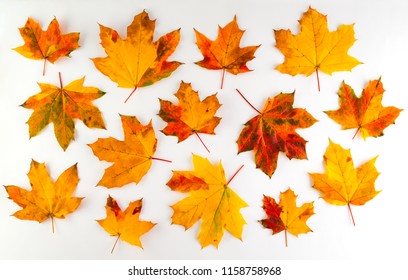 Colorful Autumn Leaves On White Background