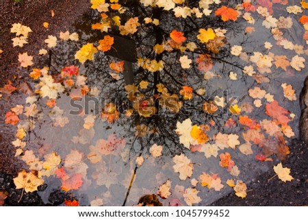 Colorful autumn leaves in a rain puddle