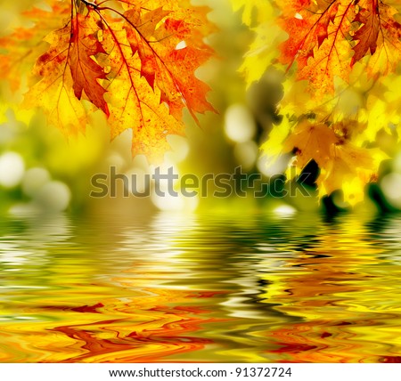 colorful autumn leaves reflecting in the water