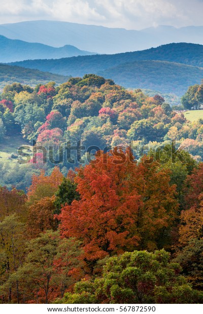 Stock photo of a fall leaves vertical format image