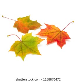 Colorful Autumn Maple Leaf Isolated On White Background