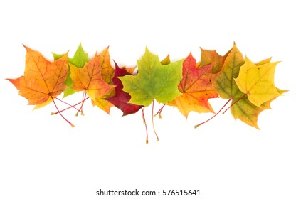 colorful autumn maple leaf isolated on white background.