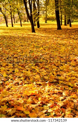 Similar – Gelber Herbst Baum Blatt