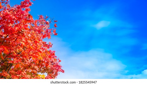 秋紅葉背景库存照片 图片和摄影作品 Shutterstock