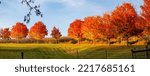 Colorful autumn maple trees next to a cornfield in Wausau, Wisconsin in October, panorama