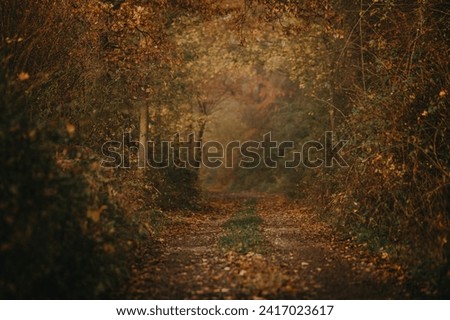 Colorful autumn morning Trail. Background of the fall.