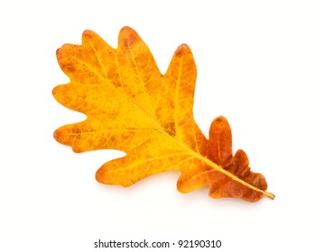 Colorful Autumn Oak Leaf Isolated On White Background