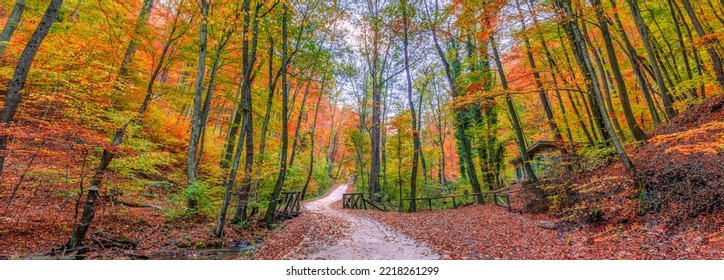 Colorful Autumn Trail. Panoramic Nature Landscape, Soft Pastel Colors, Dream Nature, Sunset Autumnal Background. Forest Pathway, Closeup Road Leaves. Peaceful Amazing Nature Panorama Hike Recreational