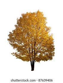 Colorful Autumn Tree Isolated On White