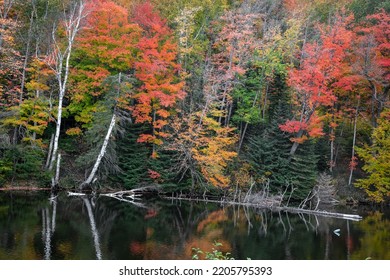 Colorful Autumn Trees Along Dead River In Michigan Upper Peninsula.