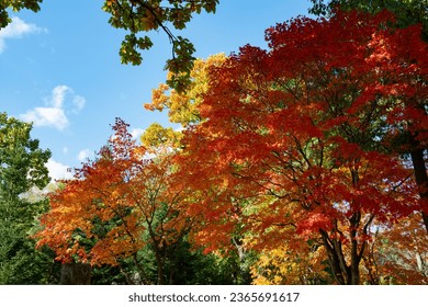 Colorful autumn trees and blue sky
 - Powered by Shutterstock