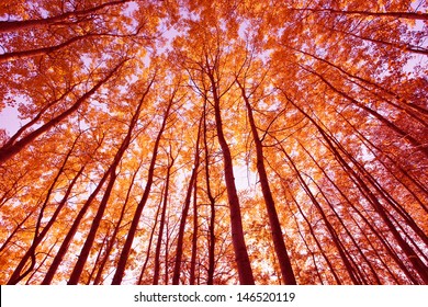 Colorful Autumn Trees In Forest 