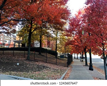 Colorful Autumn Trees Near The Margaret Mitchell House. Atlanta, GA.