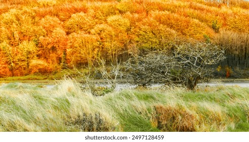 Colorful autumn trees reflect golden light along a riverbank, with grassy areas swaying gently in the breeze. - Powered by Shutterstock