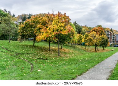 Colorful Autumn Trees In A West Seattle Park.