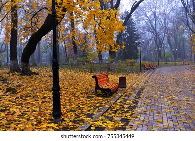 Colorful autumn trees with yellowed foliage in the autumn park. Golden autumn trees in city park in autumn weather