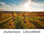 Colorful autumn vineyards in southern Moravia