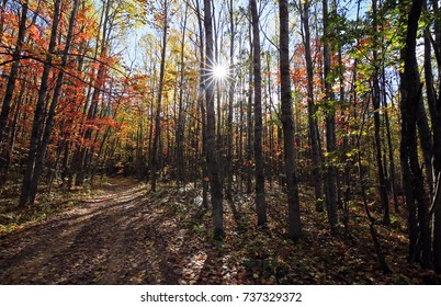 Colorful Autumn Woods In West Branch Michigan