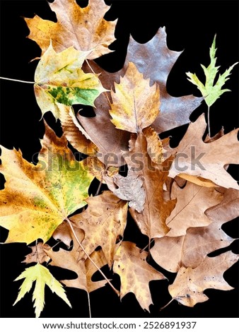 Similar – leaf sizes Environment