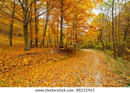 Similar – Image, Stock Photo leaf canopy Environment