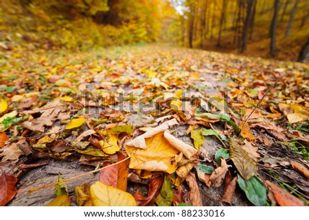 Similar – Image, Stock Photo leaf canopy Environment