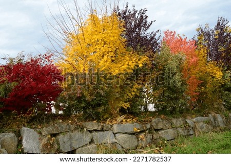 colorful autumnal ornamental shrubs as a screen on a stone wall
