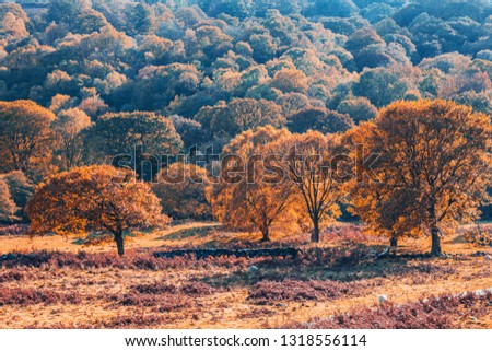 Colorful autumnal trees at secnic valley in Snowdonia, North Wales, UK